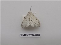 藏品(尺蛾107)的圖片